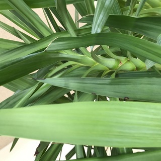 値下げしました！特大2ｍユッカ　元気な観葉植物です。取りに来てくださる方限定の画像