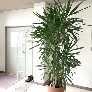 値下げしました！特大2ｍユッカ　元気な観葉植物です。取りに来てく...