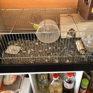 ハムスター　ゲージ　大小　1つずつの画像