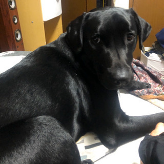 犬友達が欲しいですU・x・U