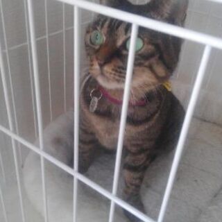 決まりました。費用負担なし！5歳。 No.16ちゃん。
