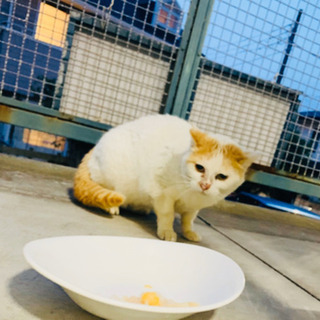 ふてにゃん似の野良猫ちゃんです💕居場所がなくて辛い思いをしています😭