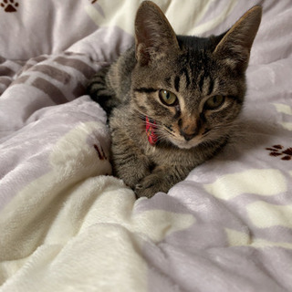 猫好き 猫飼ってる 友達募集 女性の方大歓迎