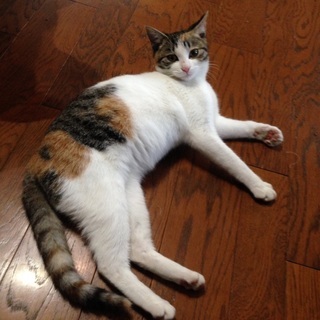三毛猫迷子です - 世田谷区
