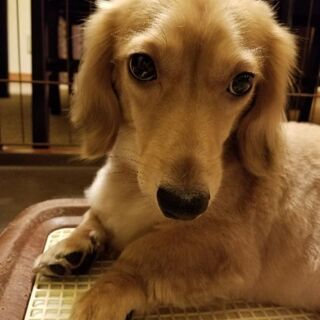 大切に飼っていただける方募集