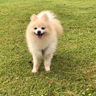 犬友さん！募集！