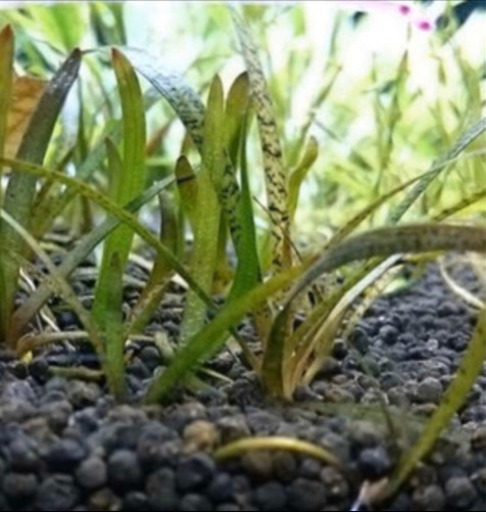 レアな水草　サジタリアspリトルヤバクリーク