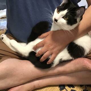 （決定しました）８ヶ月　元気いっぱい　白黒ハチワレ - 猫