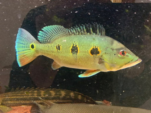 オリノセンシス　30センチ