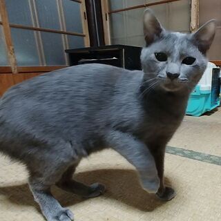 ロシアンブルー似のオス(トライアル中) - 猫