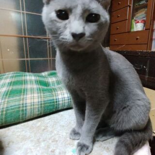 ロシアンブルー似のオス(トライアル中) − 滋賀県