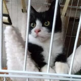 (里親決まりました！)ハチワレ仔猫の里親になってください❗️