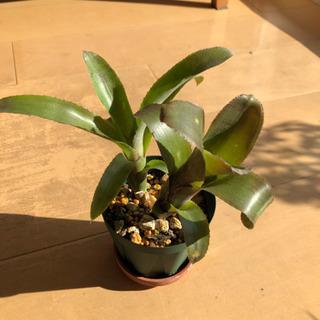 ビルベルギア・テキーラサンセット（観葉植物）
