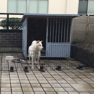 中型 大型犬用犬小屋あげます 引き取り先が決まりました！ありがと...