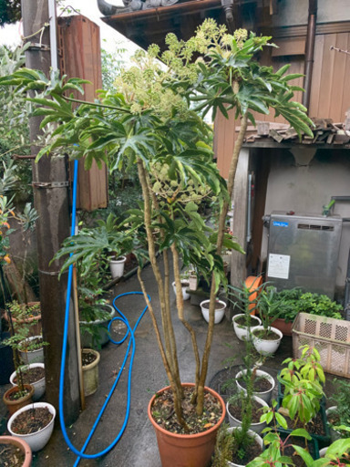 ヤツデ　株立　樹高1.7m程