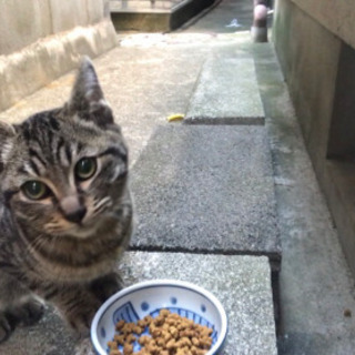 キジトラのぽっちゃり猫ちゃん