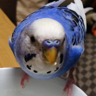 セキセイインコが逃げ出しました