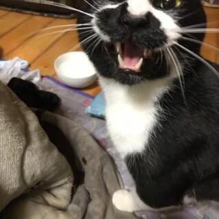黒白 白キジ猫