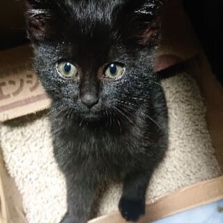 おめめパッチリ黒猫女の子 ユキちゃん