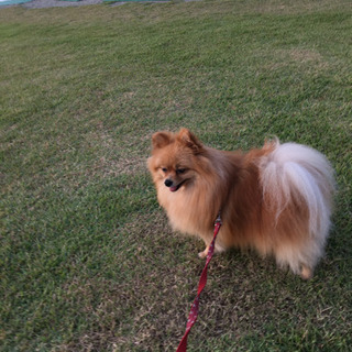 果樹園での仕事の画像