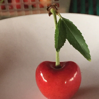 果樹園での仕事の画像