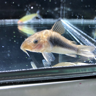熱帯魚と水槽セット一式　お譲りします。の画像