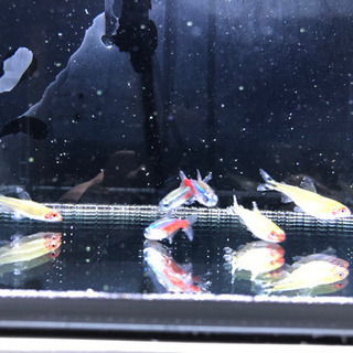 熱帯魚と水槽セット一式　お譲りします。の画像