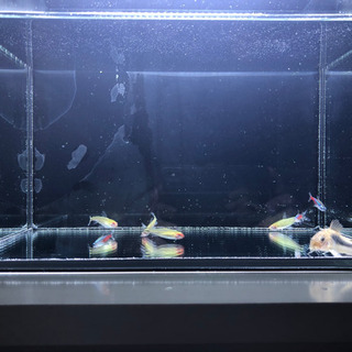 熱帯魚と水槽セット一式　お譲りします。
