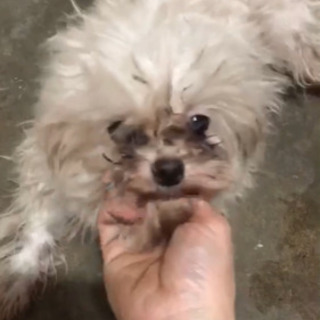 里親さんお願いします