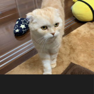 スコティッシュフォールド