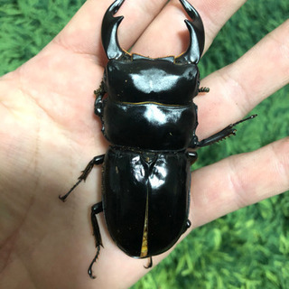 ネパールアンテ80.5　　オオクワガタ ♂