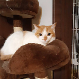 急募多頭飼育崩壊の猫ちゃん達を助けてくださいまだ良いご縁がありません😭 - 北区