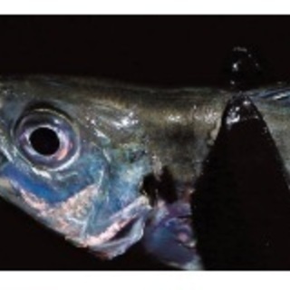 釣り仲間募集！！