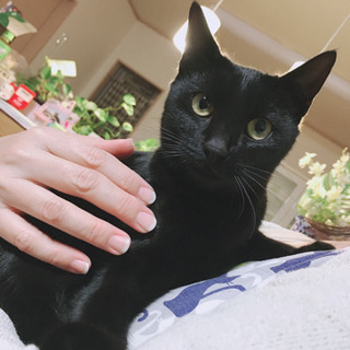 候補者とお話中　生後8ヶ月くらいの黒猫 女の子
