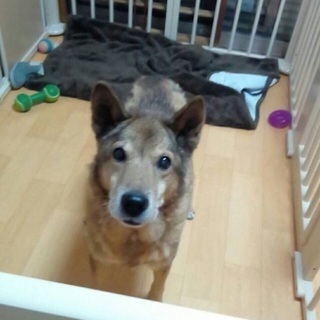 安心して穏やかに過ごせるご家庭を探しております🐶高齢の中型雑種の男の子