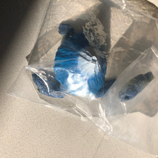   マウンテンタートルズ  の画像