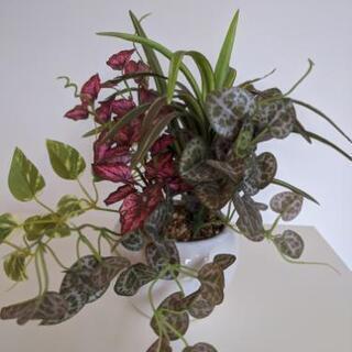 観葉植物　2
