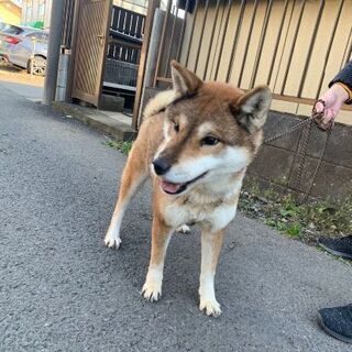 四国犬　雌6才　飼って下さる方募集