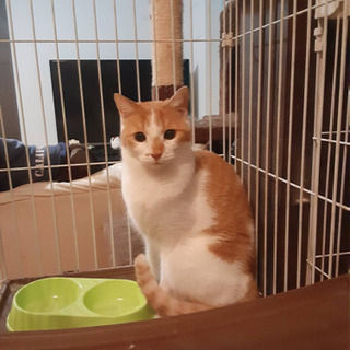 急募多頭飼育崩壊の猫ちゃん達を助けてくださいまだ良いご縁がありません😭 - 猫