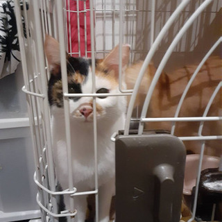 急募多頭飼育崩壊の猫ちゃん達を助けてくださいまだ良いご縁がありません😭 − 東京都