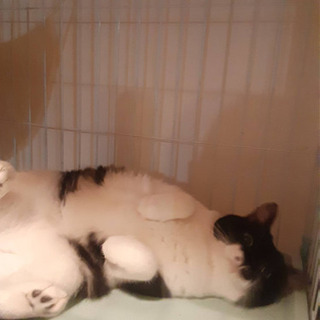 急募多頭飼育崩壊の猫ちゃん達を助けてくださいまだ良いご縁がありません😭 - 里親募集