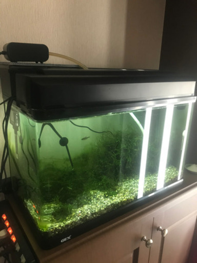 【決まりました】熱帯魚に❗️水槽 ヒーター他一式