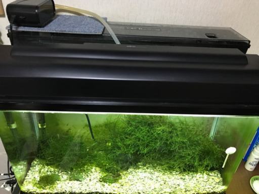 【決まりました】熱帯魚に❗️水槽 ヒーター他一式