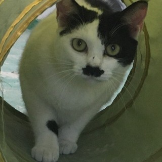 ２つのハート模様がチャーミング　愛を呼ぶ猫かも。