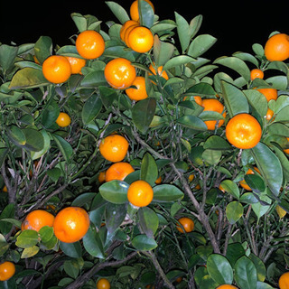 (無農薬新鮮)種無し柚子、きんかん大小、シークワーサーの画像