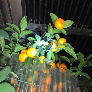 (無農薬新鮮)種無し柚子、きんかん大小、シークワーサーの画像