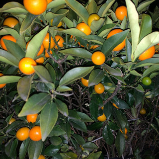 (無農薬新鮮)種無し柚子、きんかん大小、シークワーサーの画像