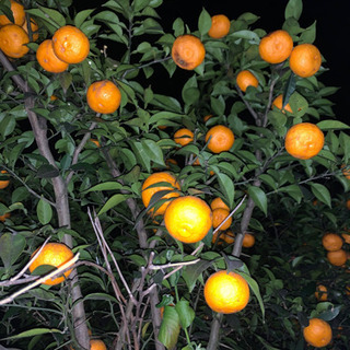 (無農薬新鮮)種無し柚子、きんかん大小、シークワーサーの画像