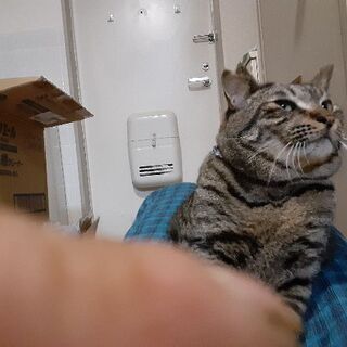 おとなしくしつけしてありますメス猫二歳です宜しくお願いします🙇