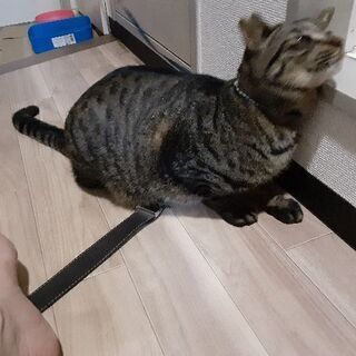おとなしくしつけしてありますメス猫二歳です宜しくお願いします🙇 - 猫